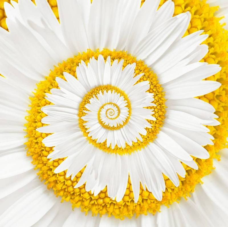 margerite-spirale-web-klein