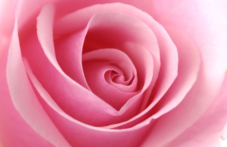 rose-web
